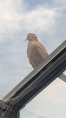 bird visible in scene