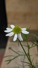 flower or plant closeup