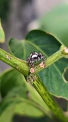 insect closeup