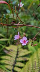 flower or plant closeup