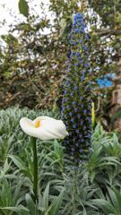 flower or plant closeup