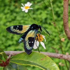 insect closeup