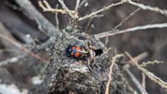 insect or spider on twig