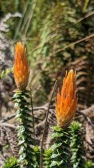 flower or plant closeup