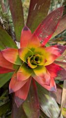 red flower rosette