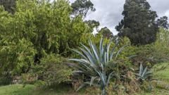 agave and garden plants