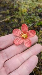 flower or plant closeup