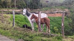 horse behind fence