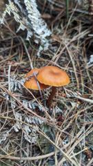 orange fungus close-up