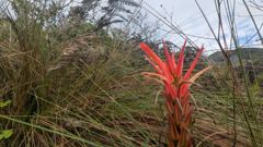 flower or plant closeup