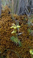 yellow flowering plant