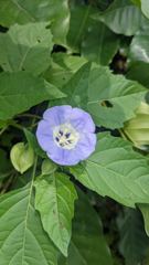 flower or plant closeup