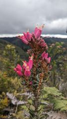 flowering plant