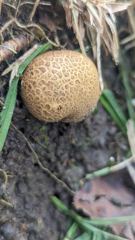 mushroom or fungus closeup