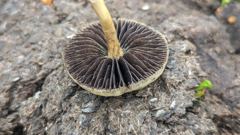dark gilled mushroom