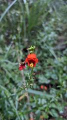 flower or plant closeup