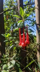 flower or plant closeup