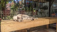 domestic animal