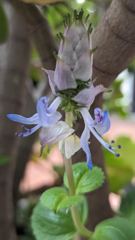 flower or plant closeup