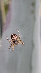 insect closeup