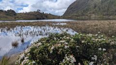 lake with white flowers