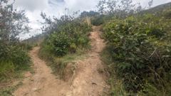 narrow brushy trail