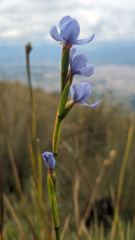 blue flower stalk
