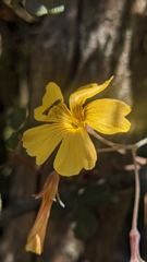 flower or plant closeup