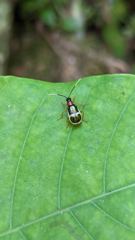 insect closeup