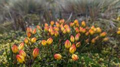 orange flower shrubs
