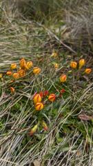 flower or plant closeup