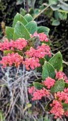 pink shrub flowers