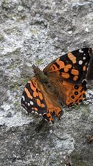 insect closeup
