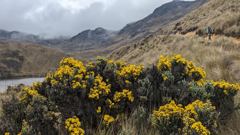 flowering plant