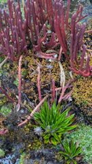flower or plant closeup