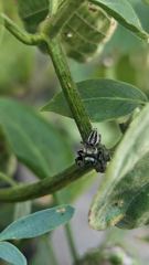 insect closeup