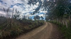 dirt road through trees