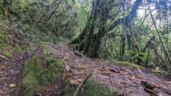 muddy forest trail