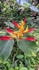 flower or plant closeup