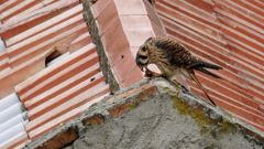 bird visible in scene