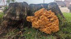 fungus on stump