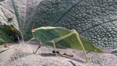 insect closeup