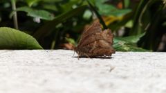 insect closeup