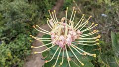 flower or plant closeup