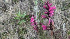 flowering plant