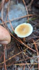 small pale fungus cup