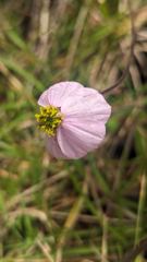 small pink flower
