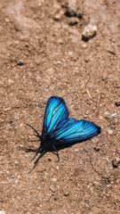blue butterfly closeup