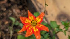 orange wildflower