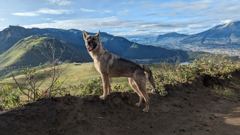 dog in highland landscape